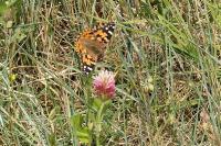 Vanessa cardui