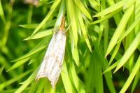 Thisanotia chrysonuchella