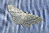 Idaea subsericeata