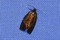Ptycholoma lecheana