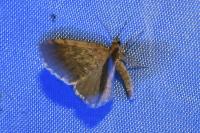 Euchoeca nebulata