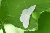 Idaea macilentaria