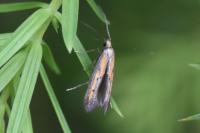 Ochromolopis ictella