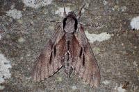 Hyloicus pinastri