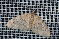 Acasis viretata