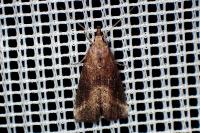Schrankia costaestrigalis