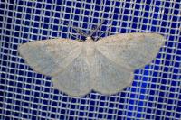Cabera exanthemata