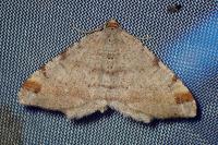 Macaria liturata