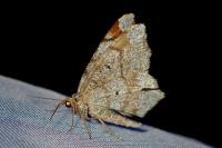 Macaria notata