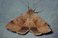 Minucia lunaris