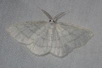 Cabera pusaria