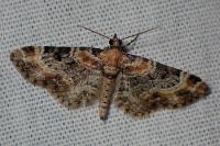 Eupithecia linariata/pulchellata
