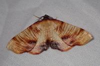 Plagodis dolabraria