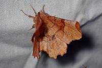 Selenia lunularia