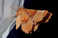 Selenia lunularia