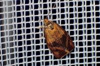 Ptycholoma lecheana
