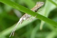 Plutella xylostella