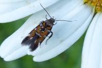 Pancalia leuwenhoekella