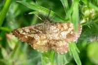 Ematurga atomaria