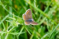 Aricia agestis