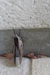 Sphinx ligustri