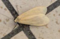 Wittia sororcula