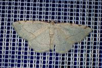 Stegania trimaculata