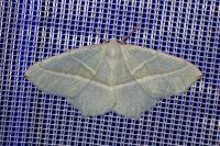 Campaea margaritaria
