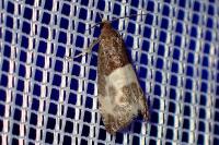 Notocelia cynosbatella