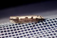 Ethmia bipunctella