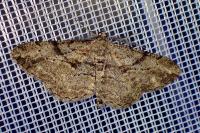 Peribatodes rhomboidaria