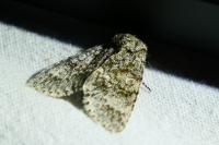 Acronicta megacephala