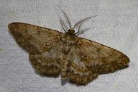 Hypomecis punctinalis