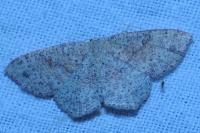 Cyclophora punctaria