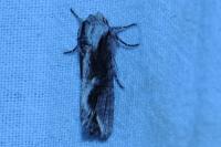 Egira conspicillaris