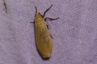 Wittia sororcula