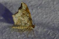 Macaria alternata