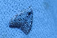 Nola confusalis
