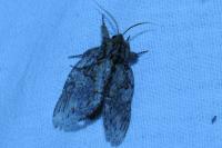 Peridea anceps