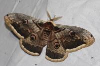 Saturnia pyri
