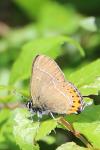 Satyrium pruni