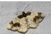 Ligdia adustata