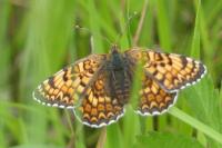Melitaea phoebe
