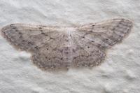 Idaea seriata