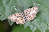 Ematurga atomaria