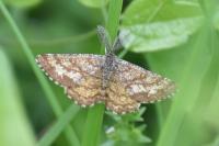 Ematurga atomaria
