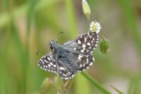 Pyrgus malvae