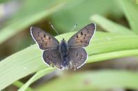 Lycaena tityrus