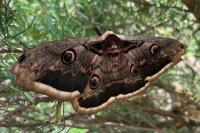 Saturnia pyri