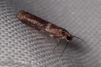 Cryptoblabes bistriga